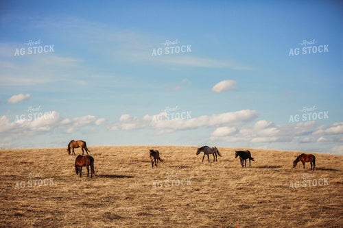 Horses 285045