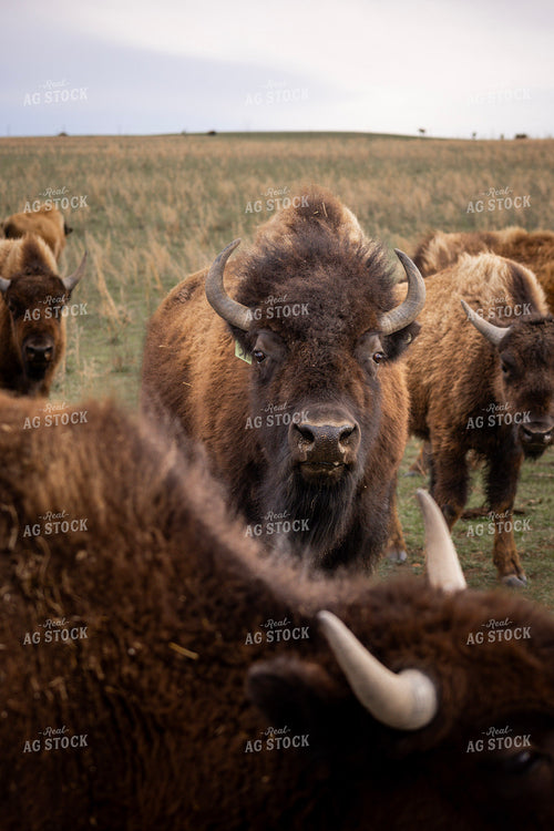 Bison 187123