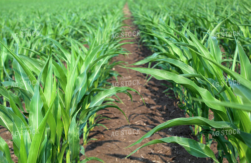 Midseason Corn Field 141006