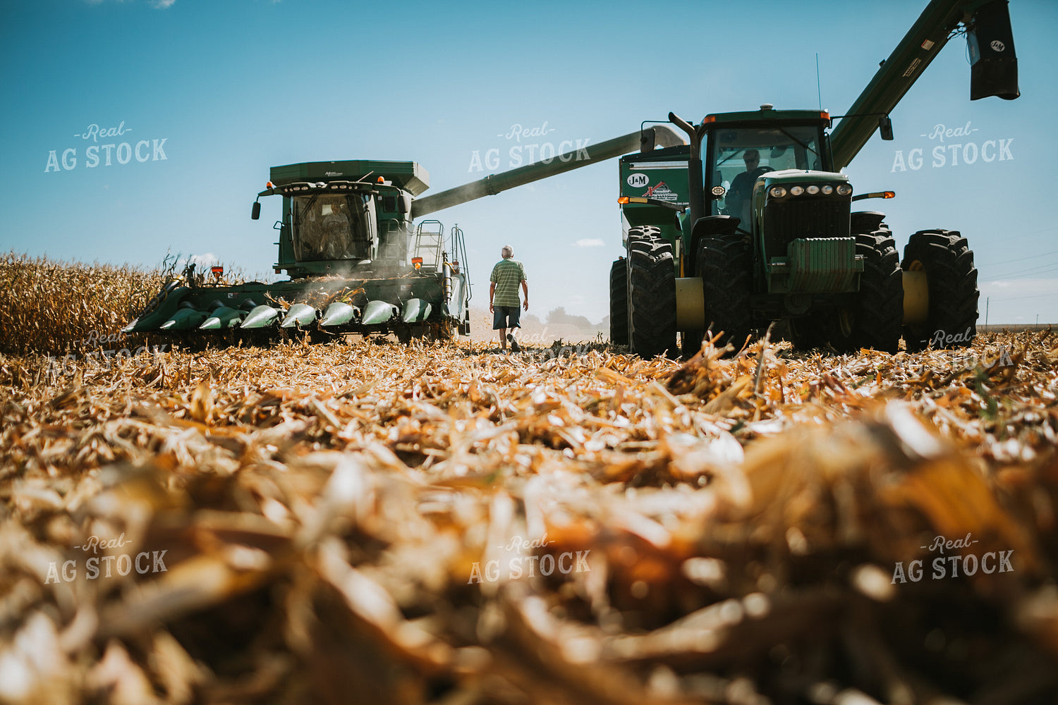 Farmer Grandpa Watching Corn Harvest 4701