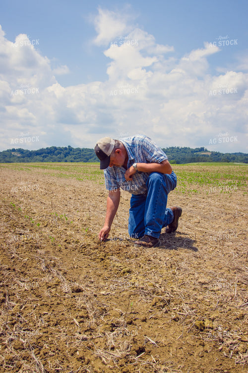 Farmer in Soybean Field 52223