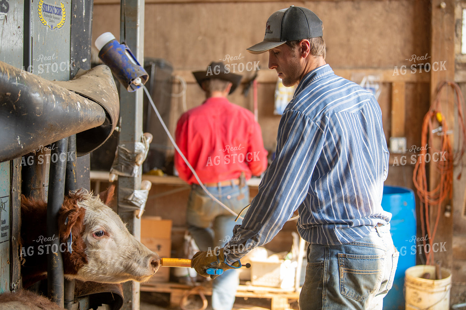 Ranchers Working Cattle 212153