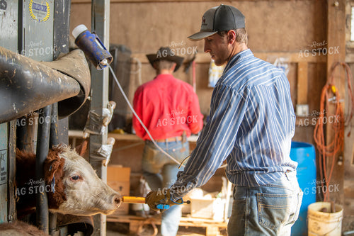 Ranchers Working Cattle 212153