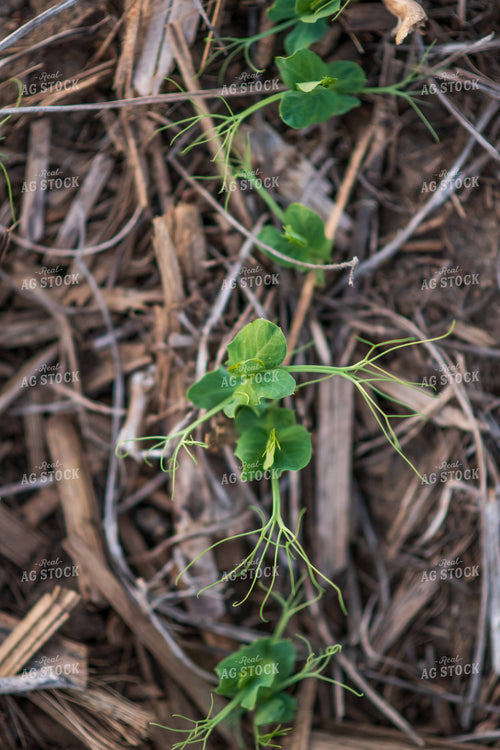 Pea Plants 76138
