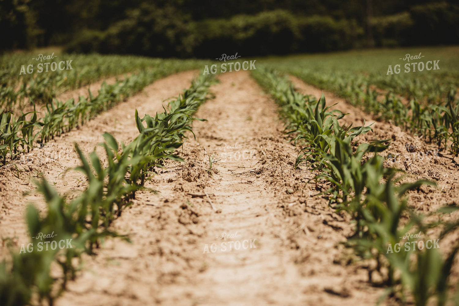 V3 Corn in Light Soil 5780