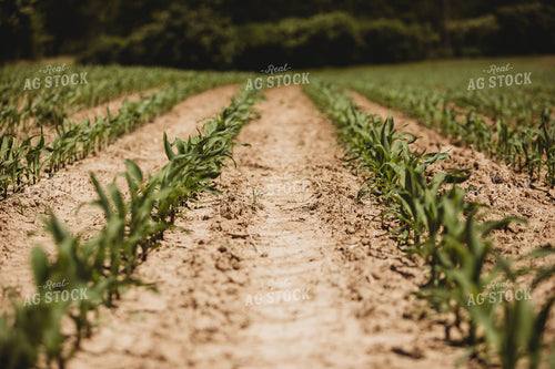 V3 Corn in Light Soil 5780