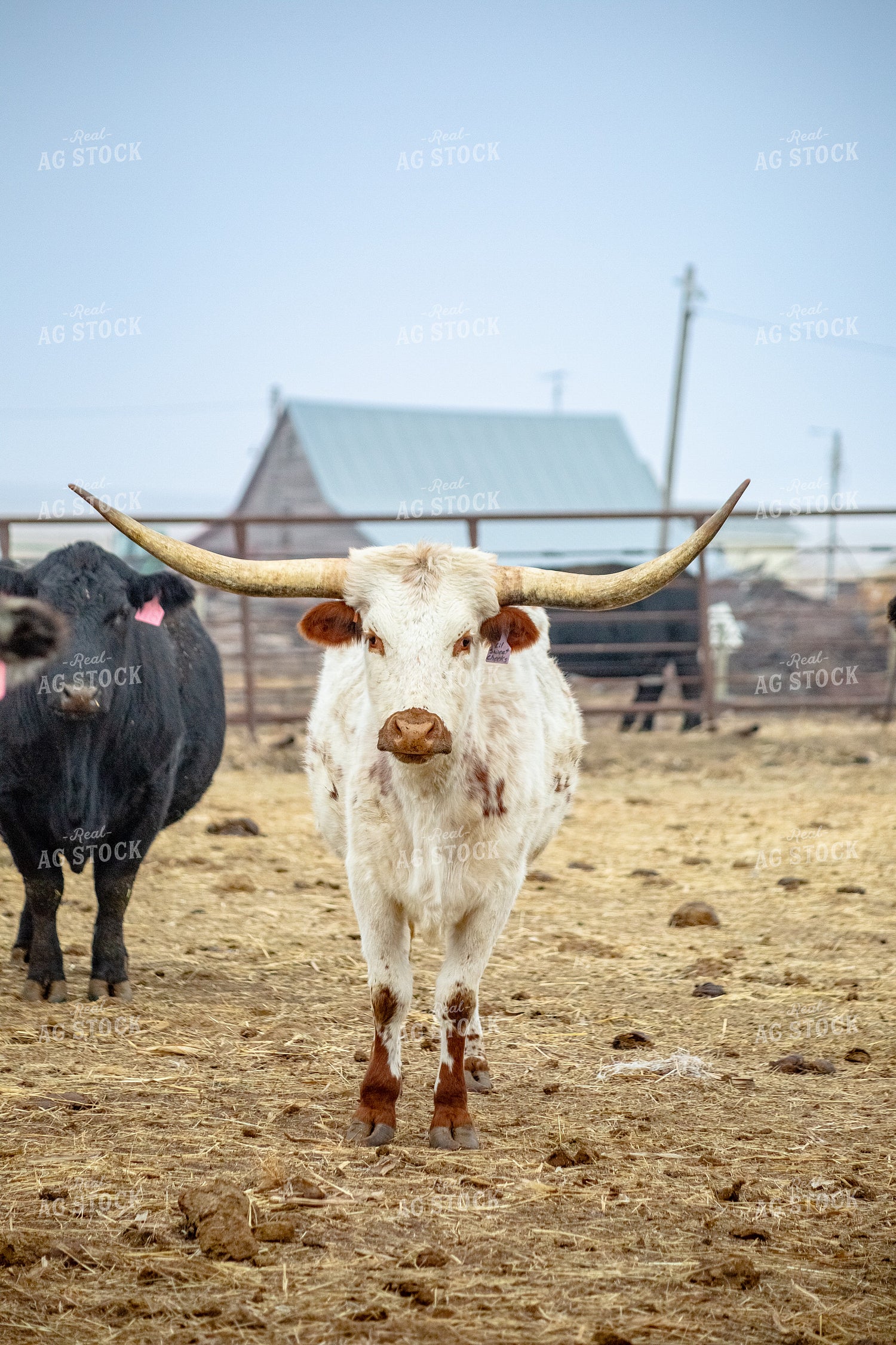 Longhorn Cow 155341