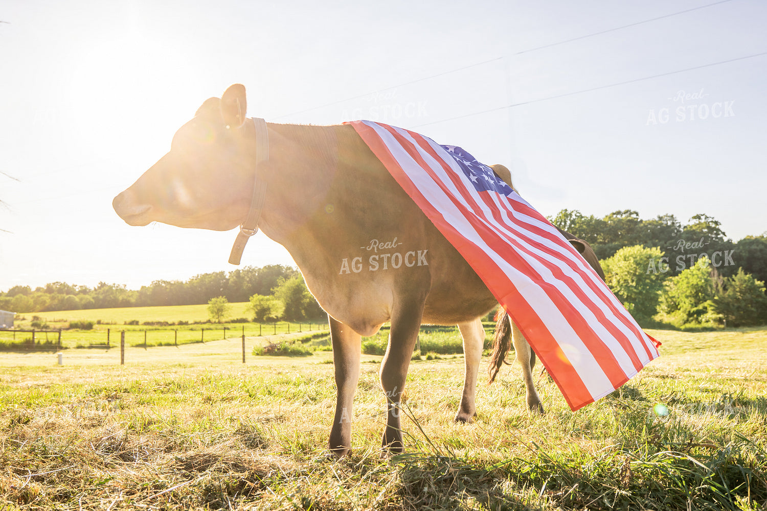 Patriotic Jersey Cow 270010