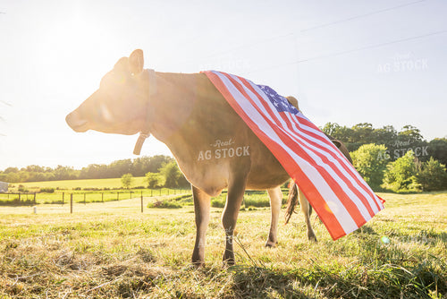 Patriotic Jersey Cow 270010