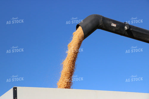Unloading Harvested Corn 299217