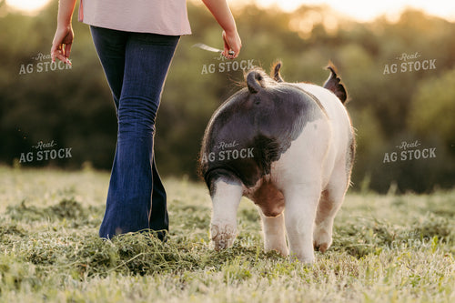 Working with Show Pig 68214
