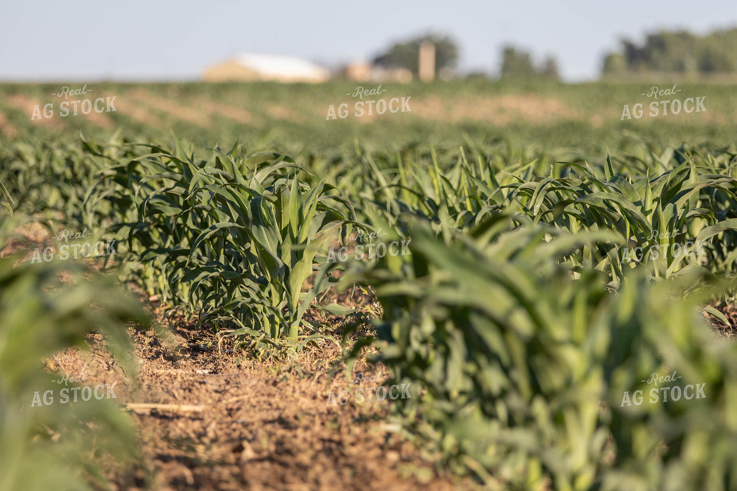 Field of Corn 97025