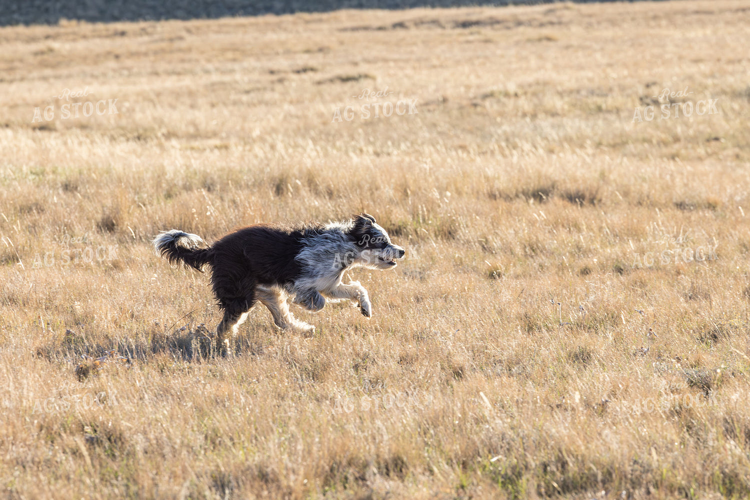 Ranch Dog 290020