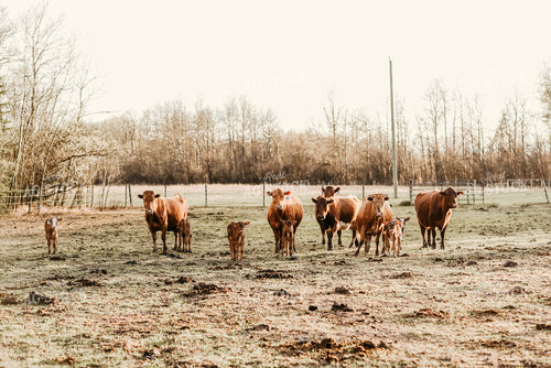Cows and Calves in Pasture 64236