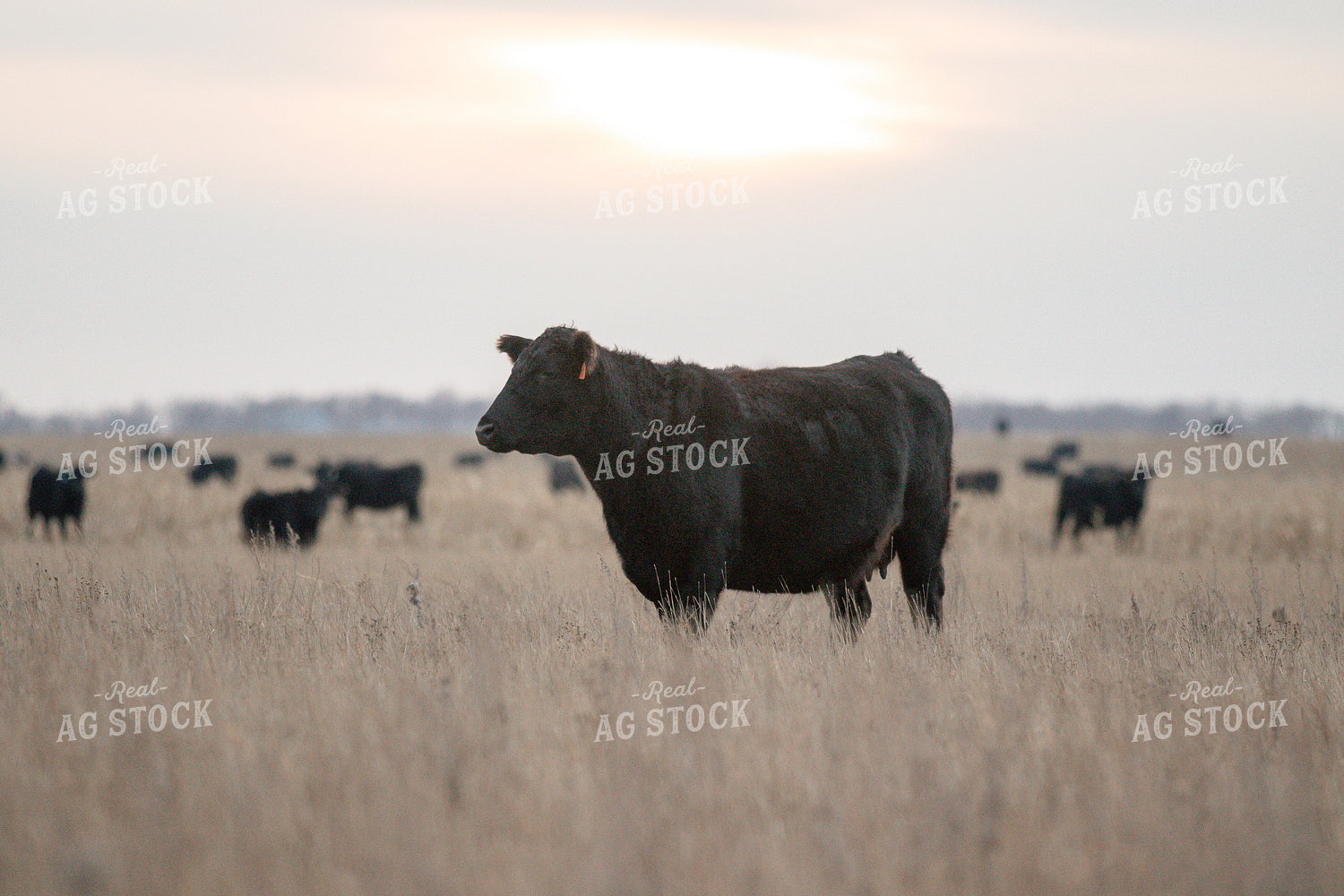 Angus Cattle in Pasture 72021