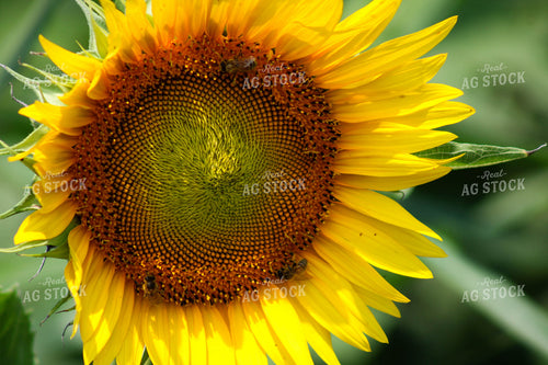Bees on Sunflower 182017