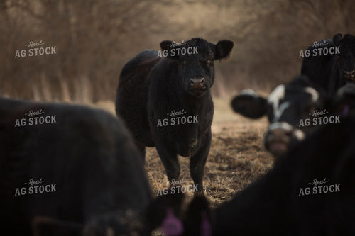 Cattle 1684