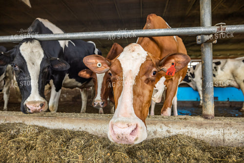 Holstein Cattle Eating in Freestall Barn 270179