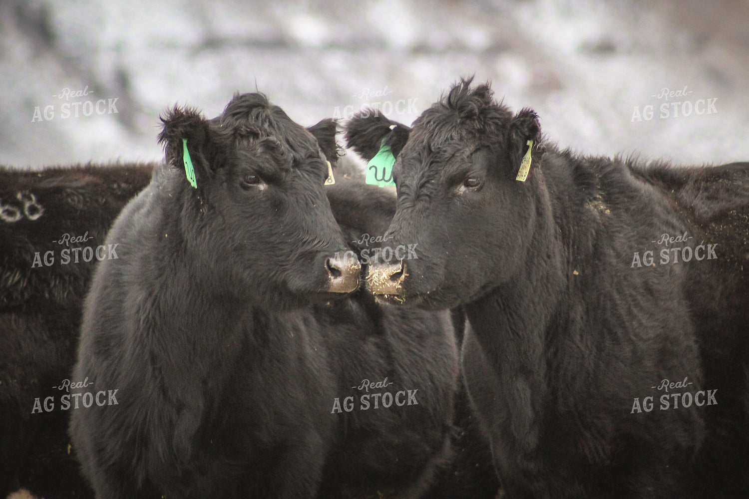 Angus Cattle in Snowy Pasture 78126