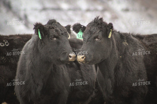 Angus Cattle in Snowy Pasture 78126