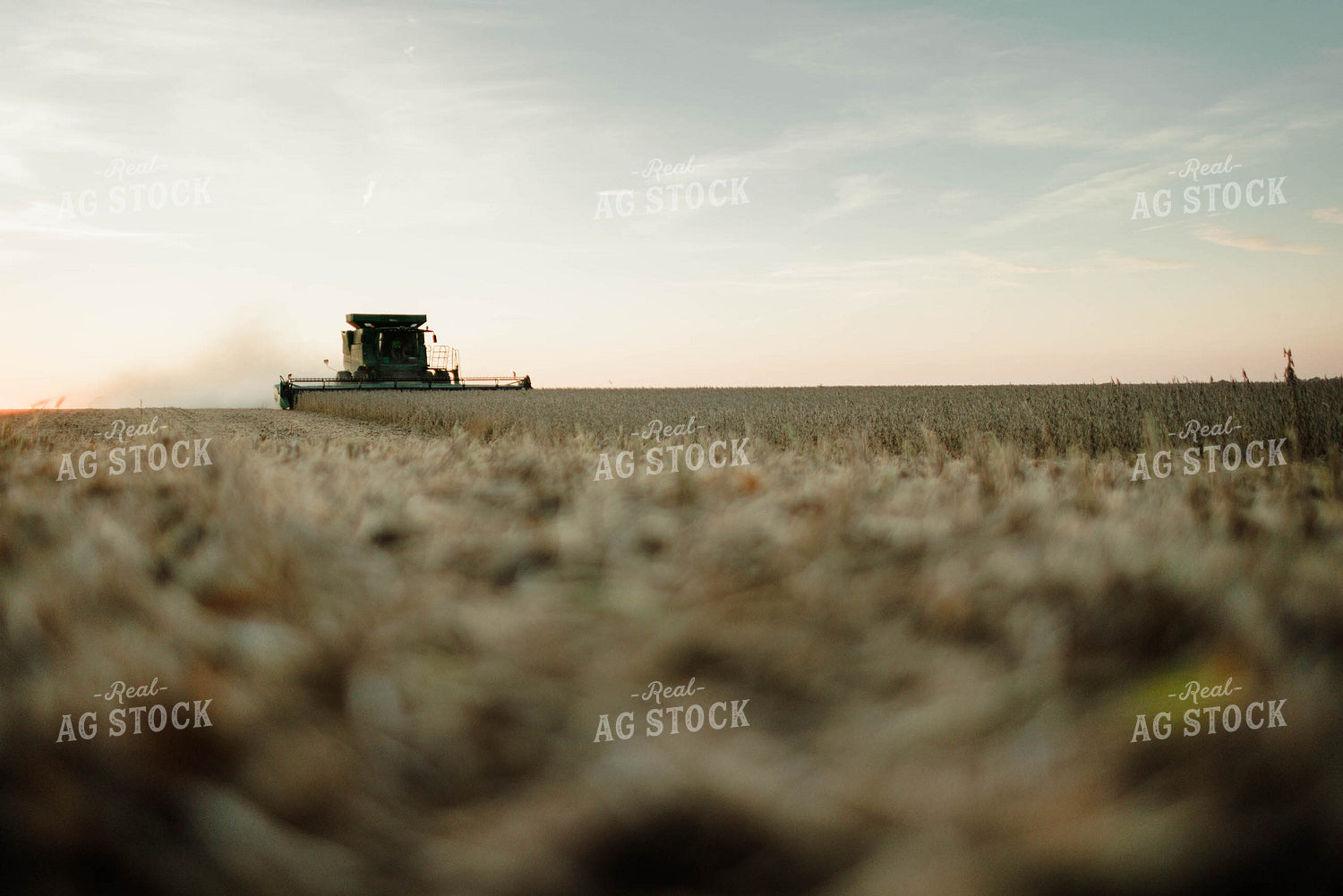 Soybean Harvest 8652