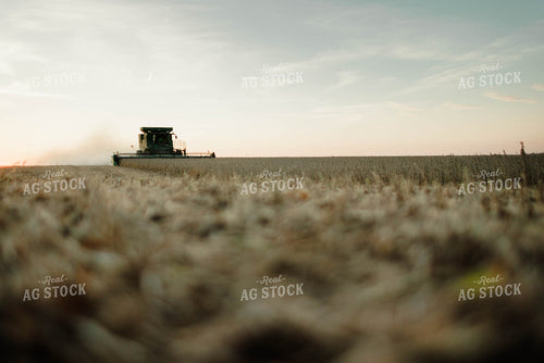 Soybean Harvest 8652