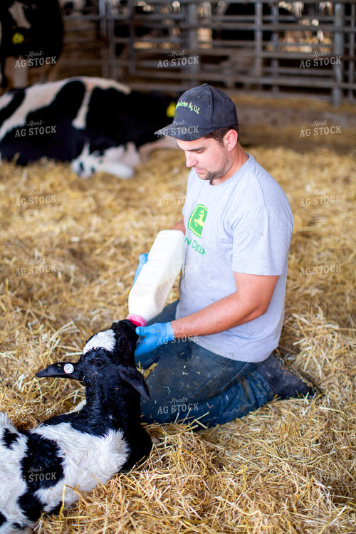 Bottle Feeding Holstein Calf 55384