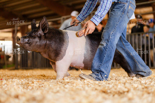 Pig at Agricultural Show 97197