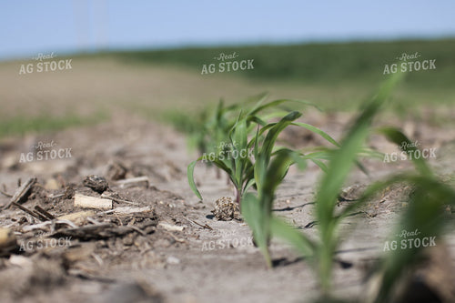 Young Corn Plants Growing in Sunlit Agricultural Field 82144