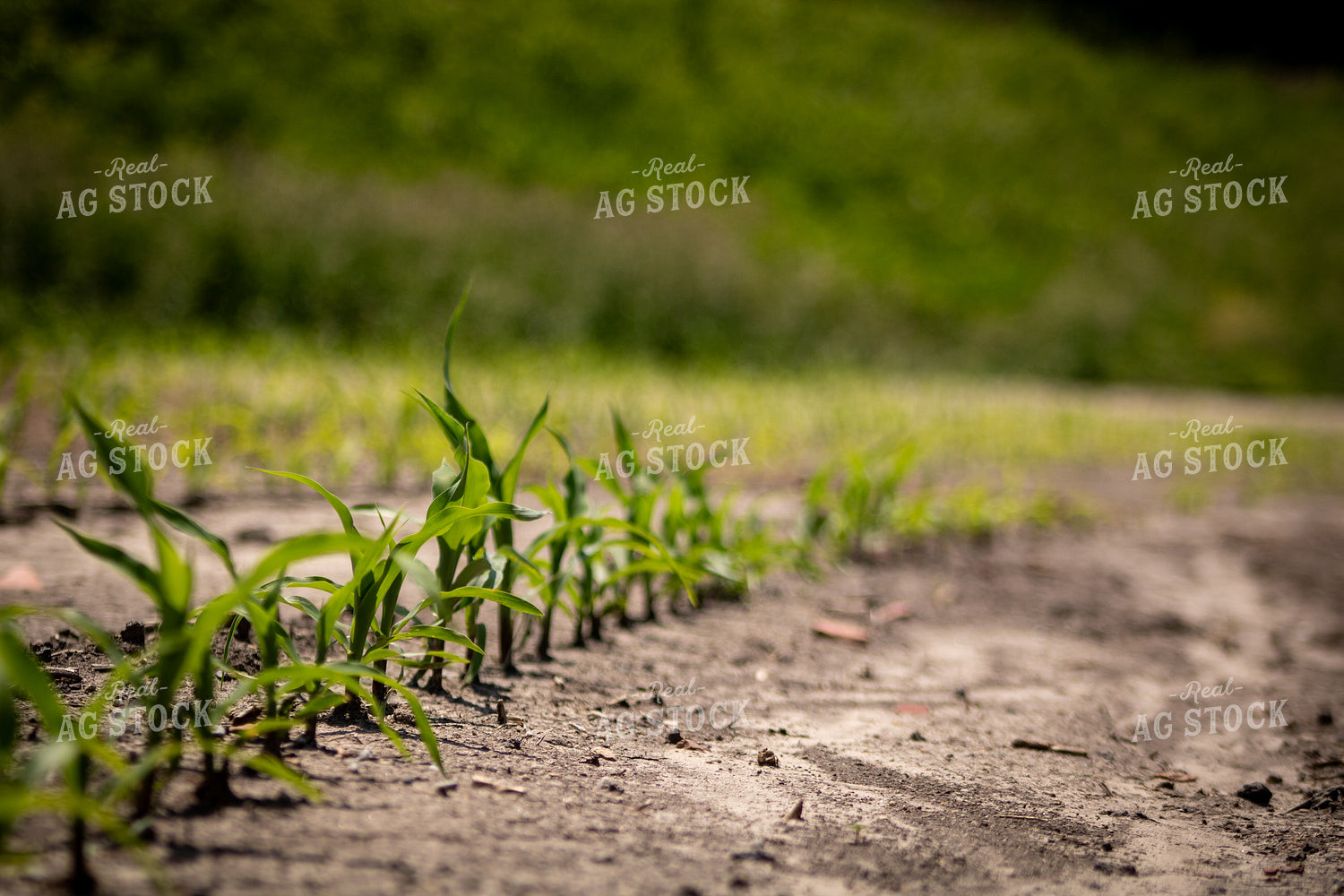Early Growth Corn in Dry Field 214313