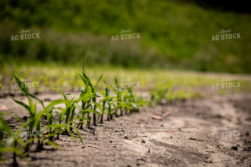 Early Growth Corn in Dry Field 214313