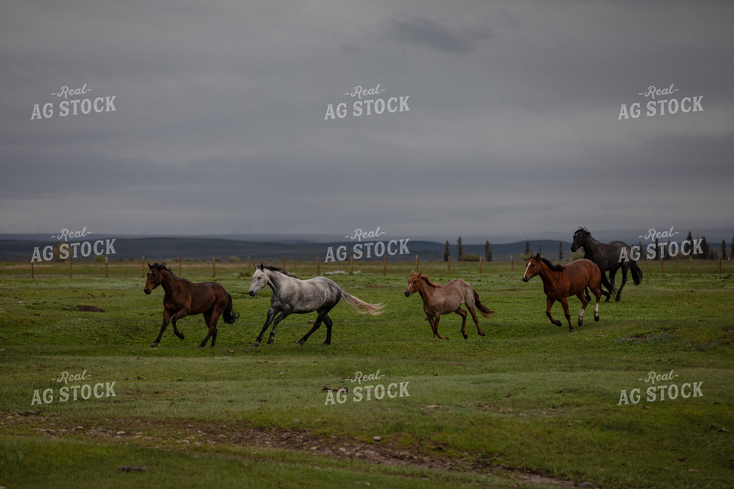 Horses Running in Pasture 304067