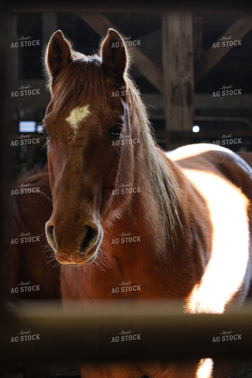 Horse 182001