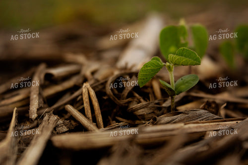 Early Season Soybeans 9674
