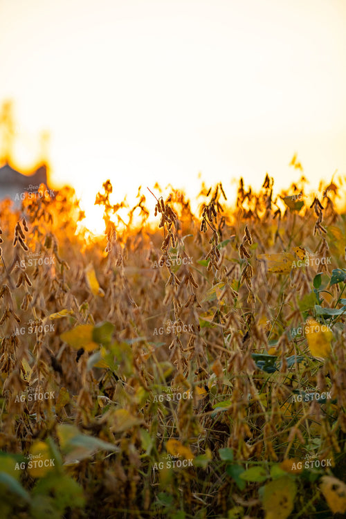 Dried Soybean Field at Sunset 136183