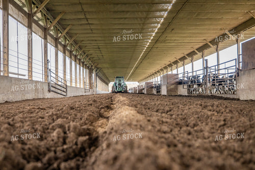 Laying Compost Bedding in Dairy Barn 270053