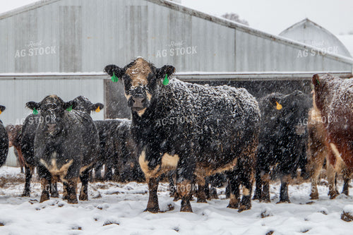 Cattle in Snow 157026