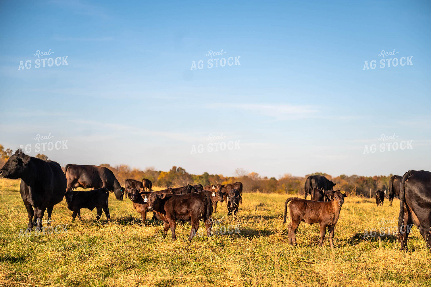 Black Angus Cow Calf Pairs 115473