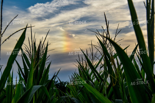 Corn Tassel 84182