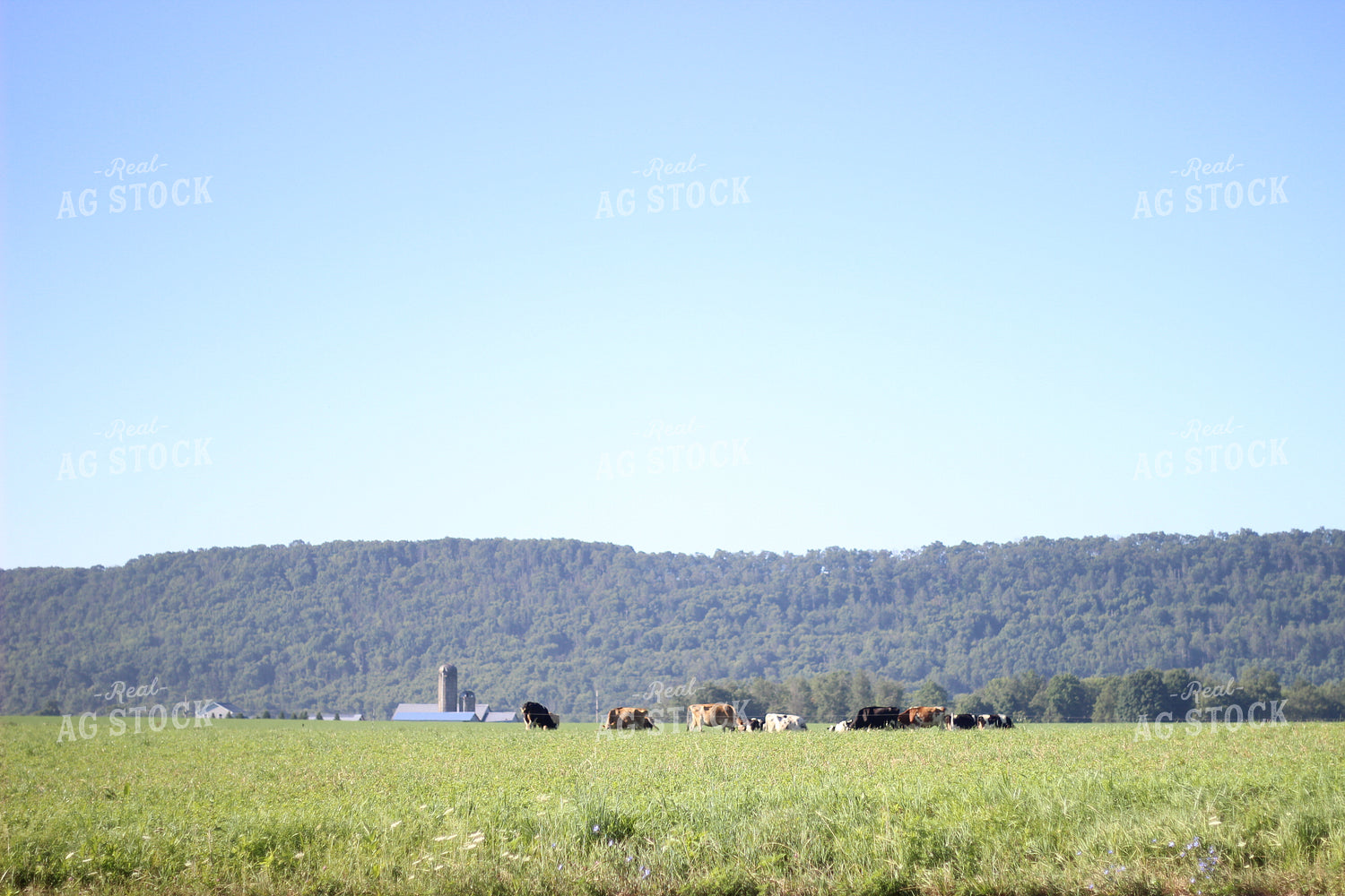 Cattle Grazing 73063