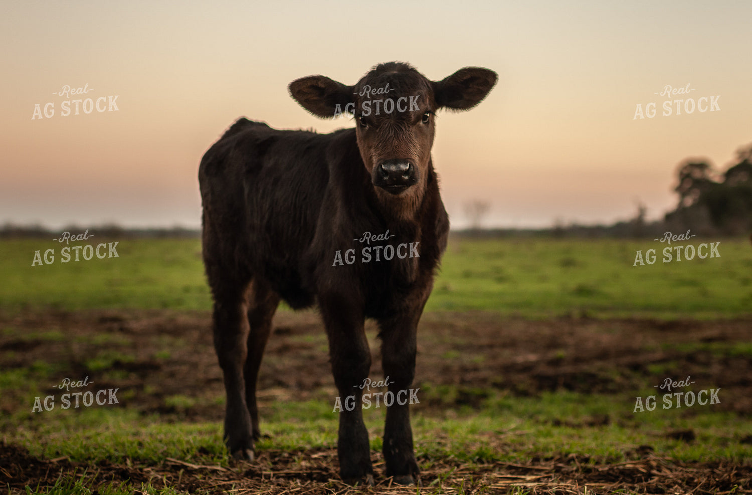 Black Angus Calf 59080