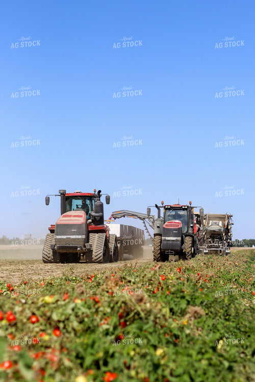 Tomato Harvest 109017