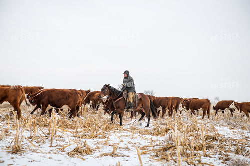Rancher on Horseback Herding Cattle 212063