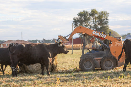 Haying Black Angus Cattle 160437
