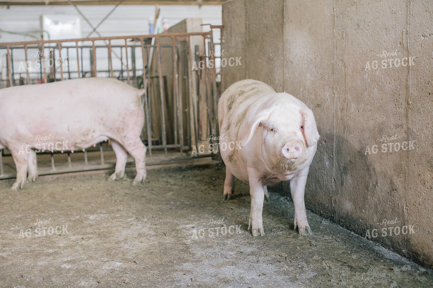 Pig in Pen in Modern Barn 3220