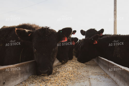 Commercial Black Angus Cattle Eating Out of Feed Trough 67227