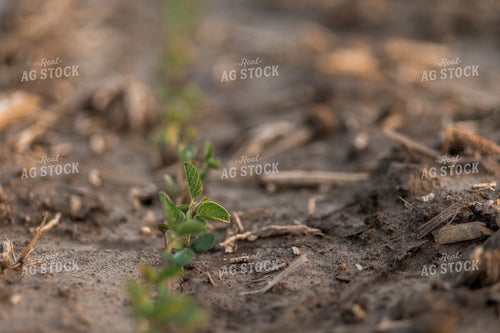 Early Season Soybeans 93275