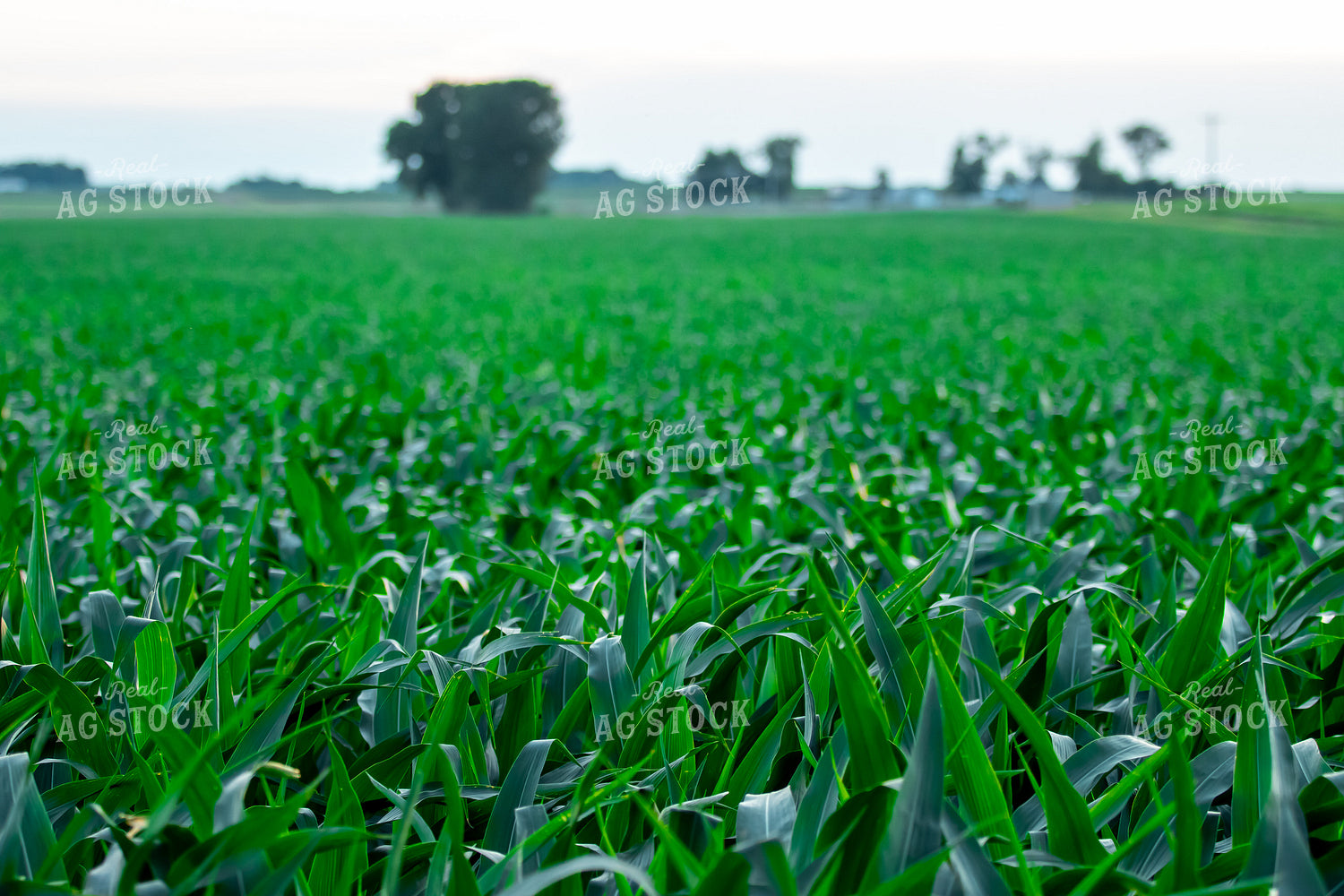 Midseason Corn Field 257030