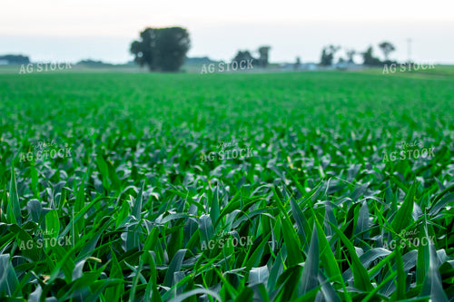 Midseason Corn Field 257030