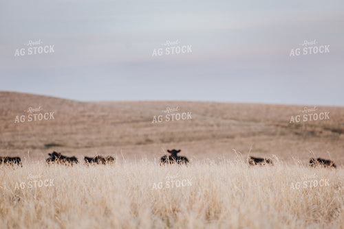 Angus Cattle Grazing in Pasture 68025